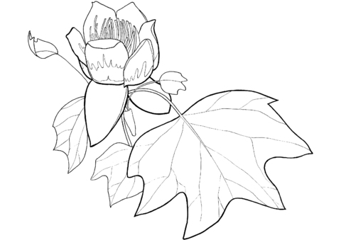 Tulip Poplar Flower And Leaf Coloring Page